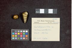 Foto (Übersicht mit Etikett) von Goldgewichte in Schneckenform (NHMW-ZOO-MO-0081100-ETH-129)